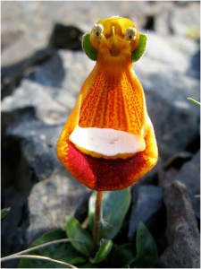 Happy-Alien-Calceolaria-Uniflora
