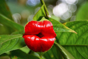 Hooker’s-Lips-Psychotria-Elata-17-Flowers-That-Look-Like-Something-Else
