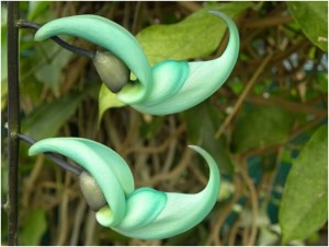 Jade-Vine-That-Looks-Like-An-Elf-Slipper