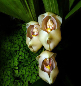 Swaddled-Babies-Anguloa-Uniflora-17-Flowers-That-Look-Like-Something-Else