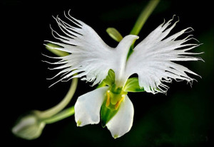 White-Egret-Orchid-Habenaria-Radiata-17-Flowers-That-Look-Like-Something-Else1